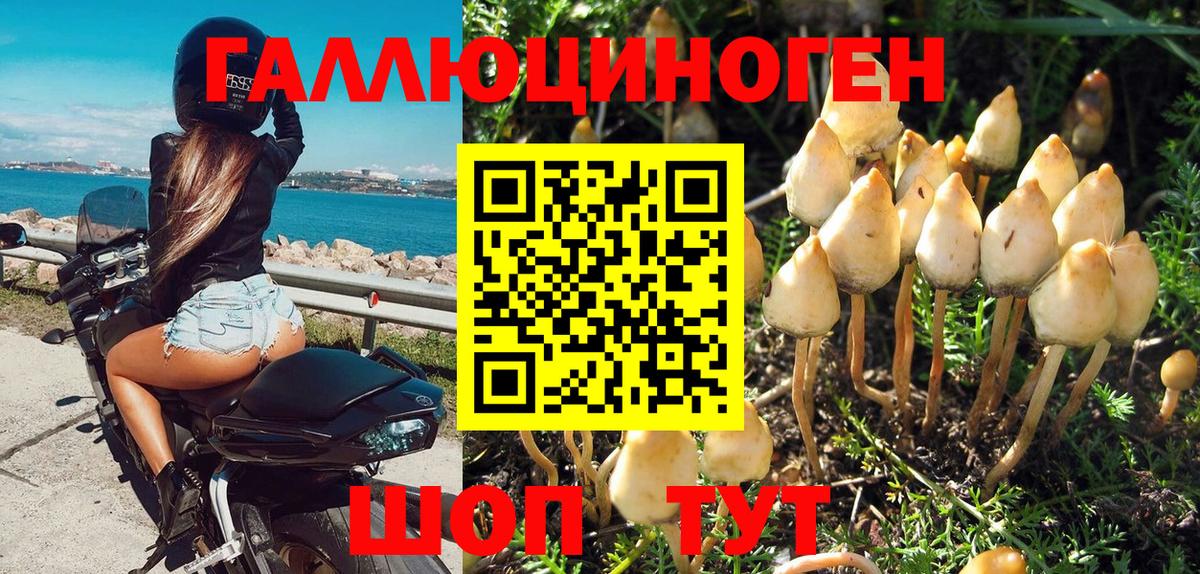 Псилоцибиновые грибы Psilocybe Александров
